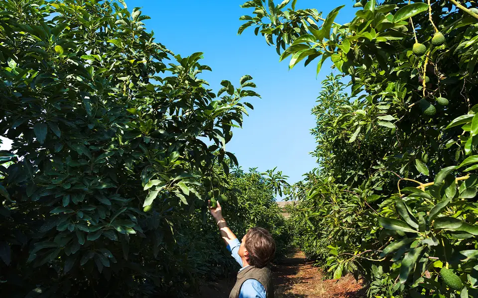 Coltivazione di avocado tra gli alberi Coltivazione di avocado tra gli alberi