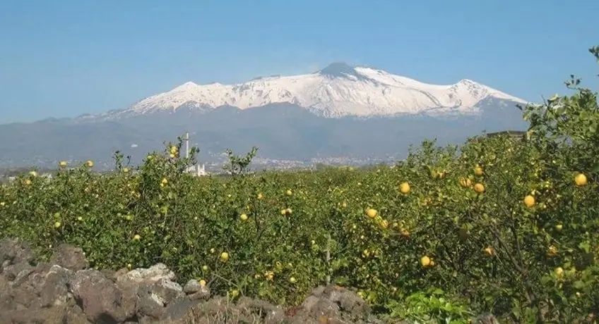 Un agrumeto ai piedi dell’Etna Un agrumeto ai piedi dell’Etna