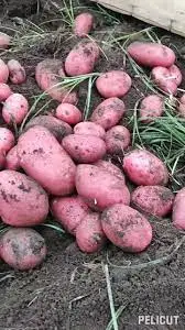 Patate rosse appena raccolte Patate rosse appena raccolte