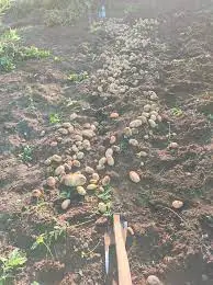 Patate sparse sul terreno Patate sparse sul terreno